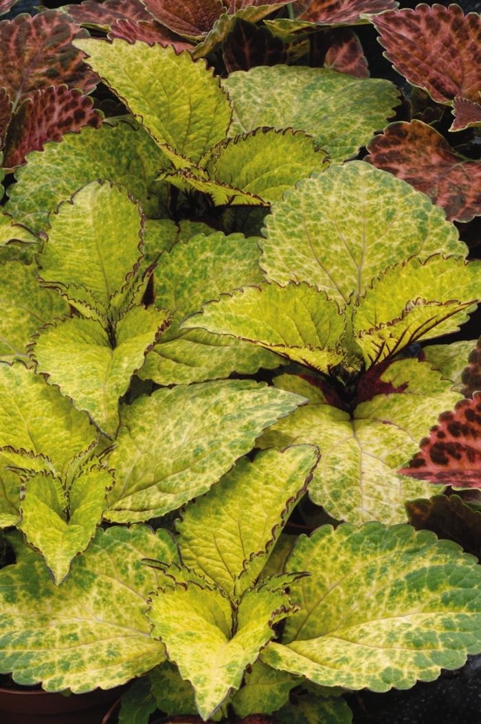 Wizard® Coleus - Solenostemon hybrida 'Wizard Pineapple' from Green Barn Garden Center