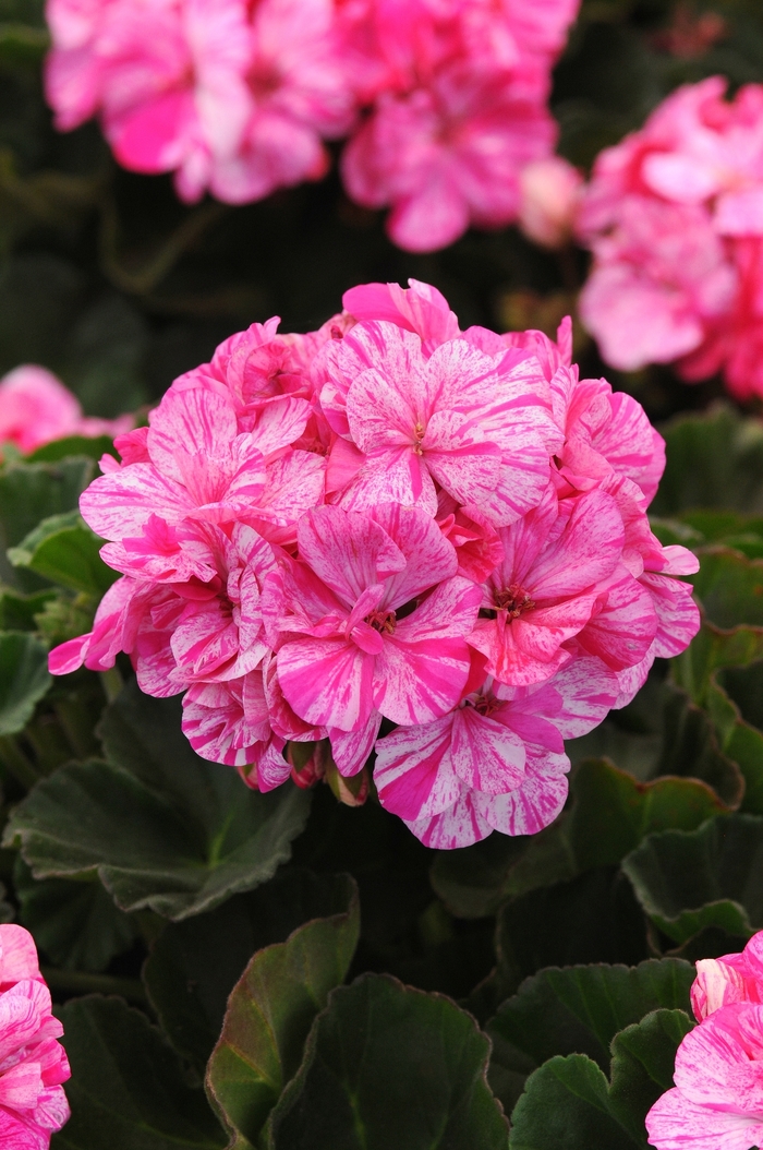 Fantasia® Geranium - Pelargonium 'Fantasia Raspberry Twizzle' from Green Barn Garden Center