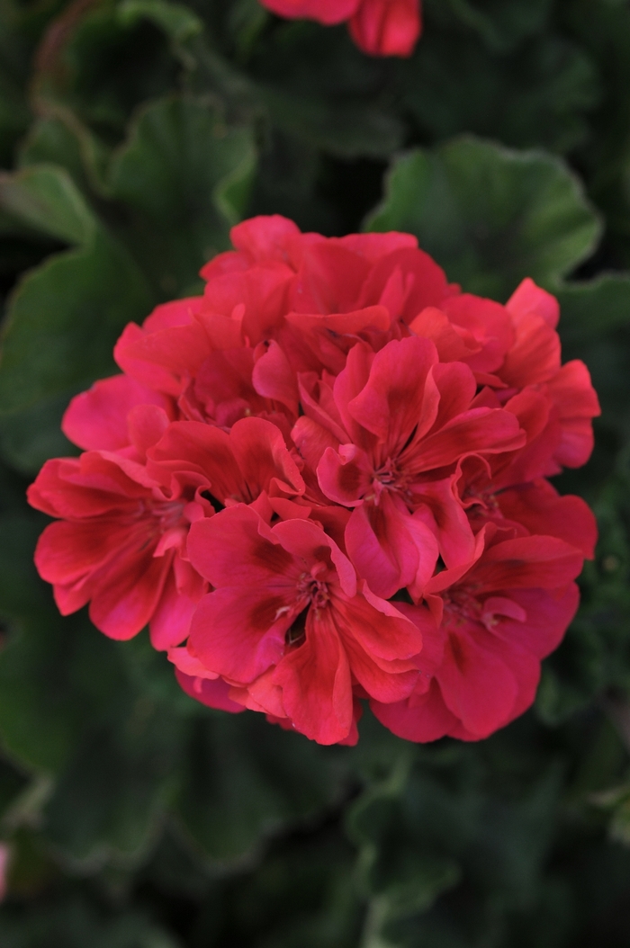 Fantasia® Geranium - Pelargonium 'Fantasia Cranberry Sizzle' from Green Barn Garden Center