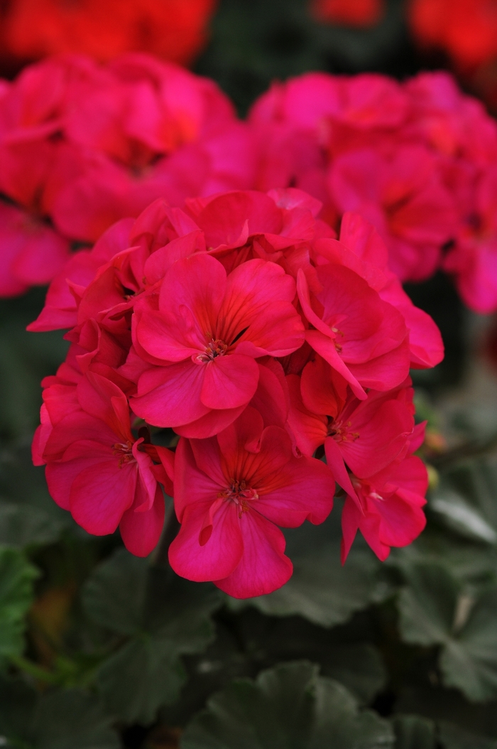 Presto Violet Geranium - Pelargonium x hortorum 'Presto Violet' from Green Barn Garden Center