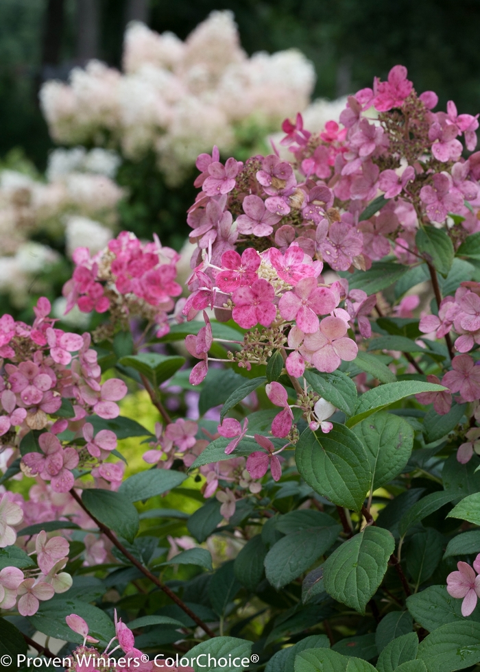  Hydrangea - Hydrangea paniculata 'Little Quick Fire' from Green Barn Garden Center