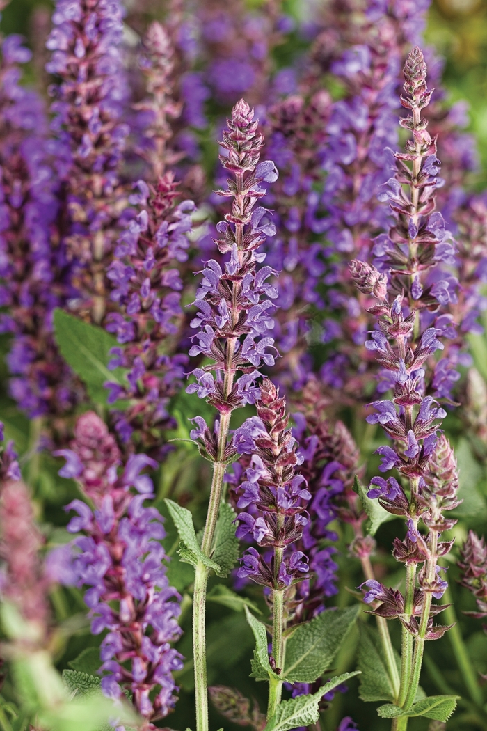 Salvia Color Spires™ - Salvia nemerosa 'Violet Riot' from Green Barn Garden Center