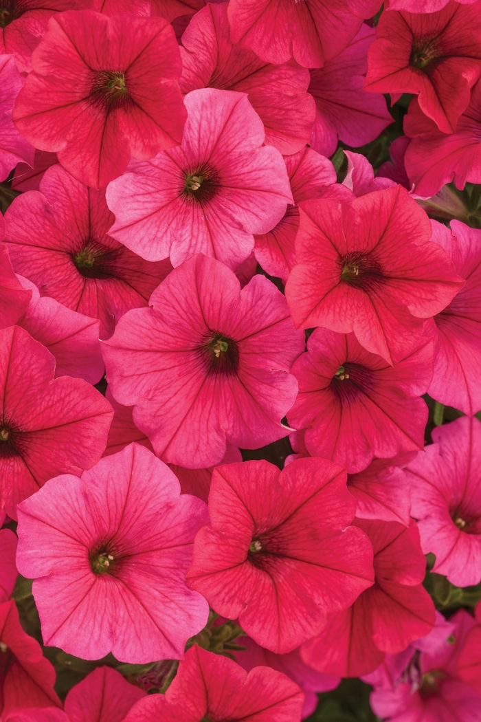 Petunia - Petunia hybrid 'Supertunia Vista Paradise' from Green Barn Garden Center