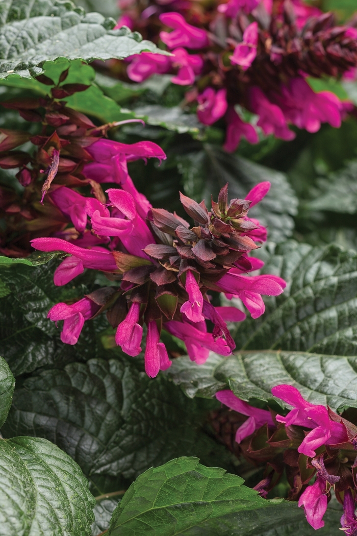 Rockin™ Sage - Salvia 'Rockin' Fuchsia' from Green Barn Garden Center