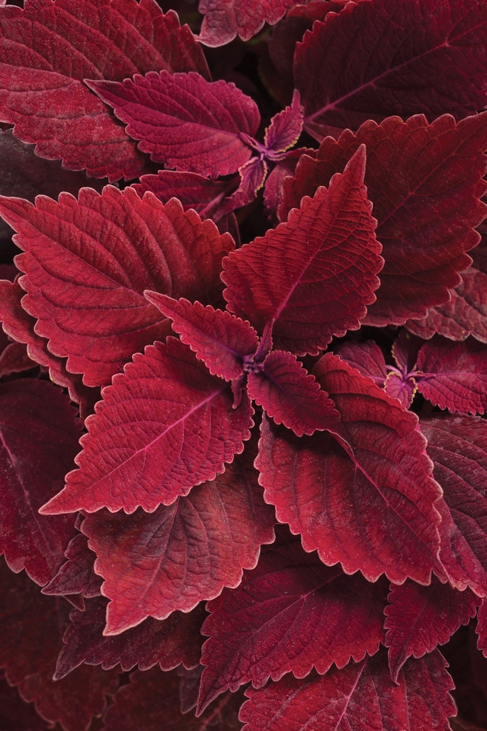 Coleus - Solenostemon s. 'ColorBlaze Golden Dreams' from Green Barn Garden Center