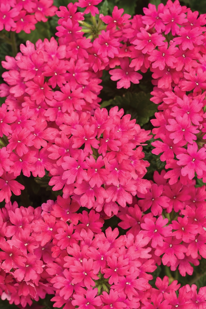 Verbena - Verbena hybrid 'Superbena Raspberry' from Green Barn Garden Center