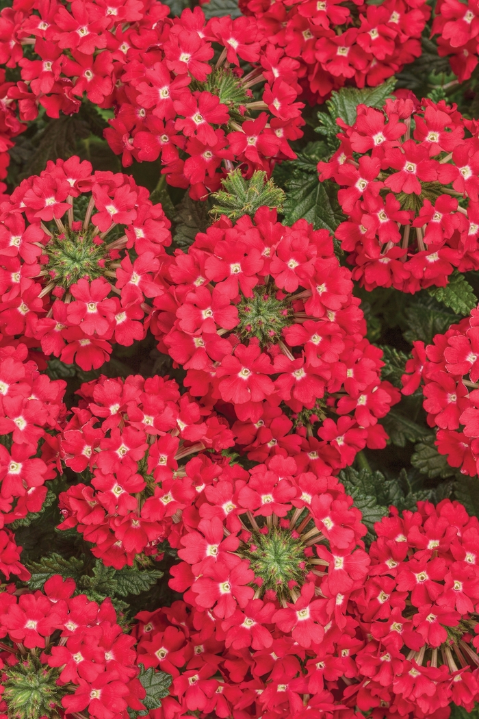 Verbena - Verbena hybrid 'Superbena Scarlet Star' from Green Barn Garden Center