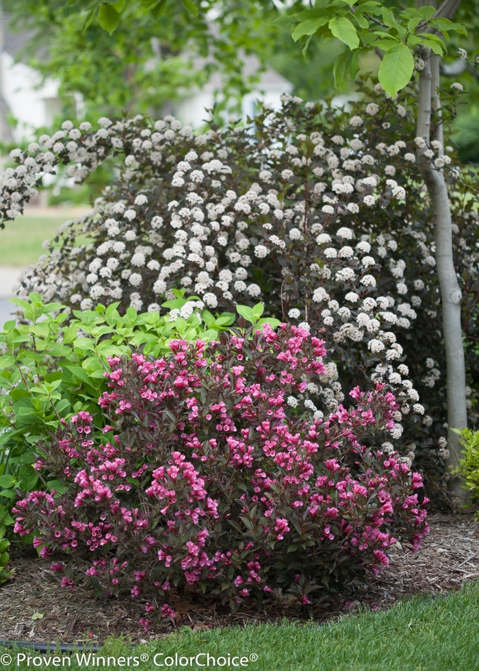 Ninebark - Physocarpus opulifolius 'Summer Wine' from Green Barn Garden Center