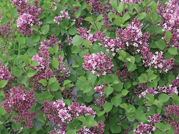 Lilac - Syringa x 'Bloomerang Dwarf Purple' from Green Barn Garden Center