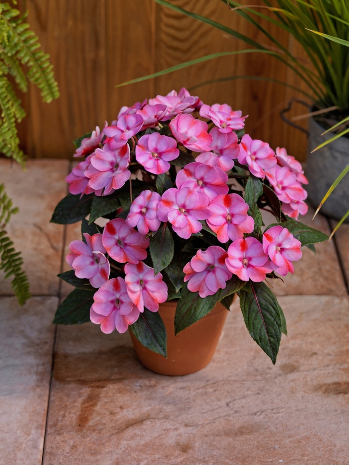 SunPatiens® Compact Impatiens - Impatiens 'Pink Candy' from Green Barn Garden Center