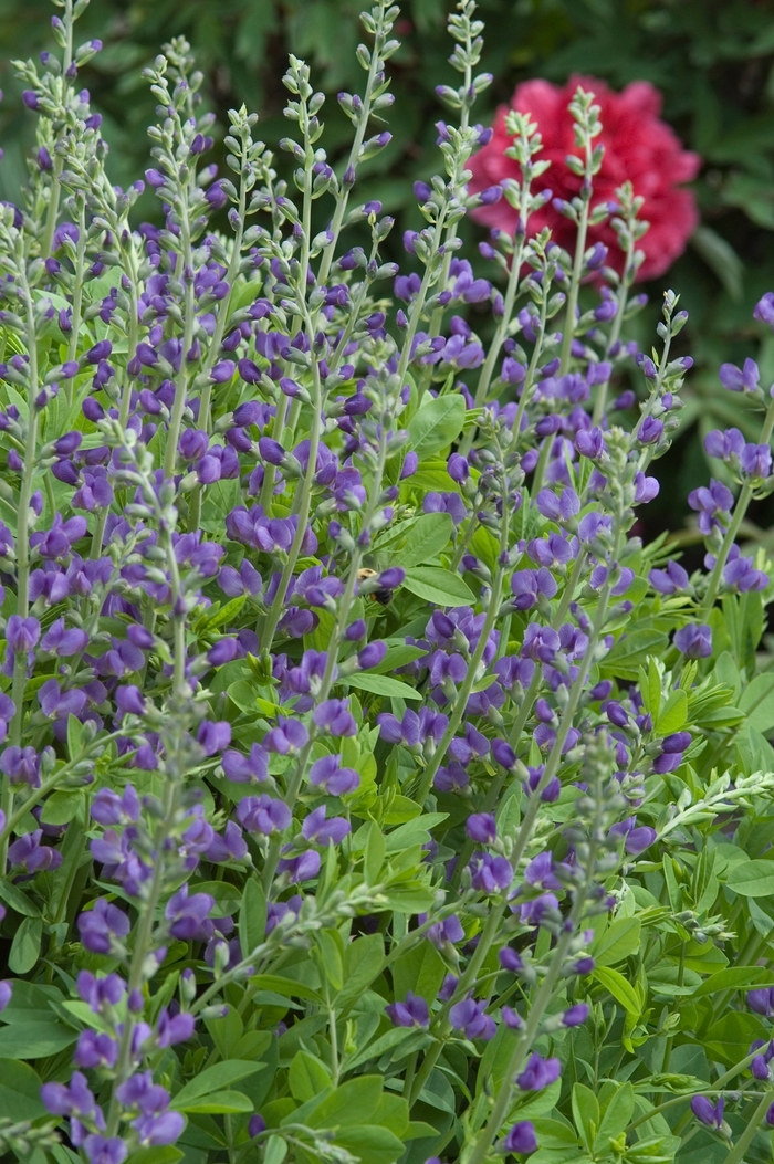 Blue False Indigo - Baptisia australis from Green Barn Garden Center