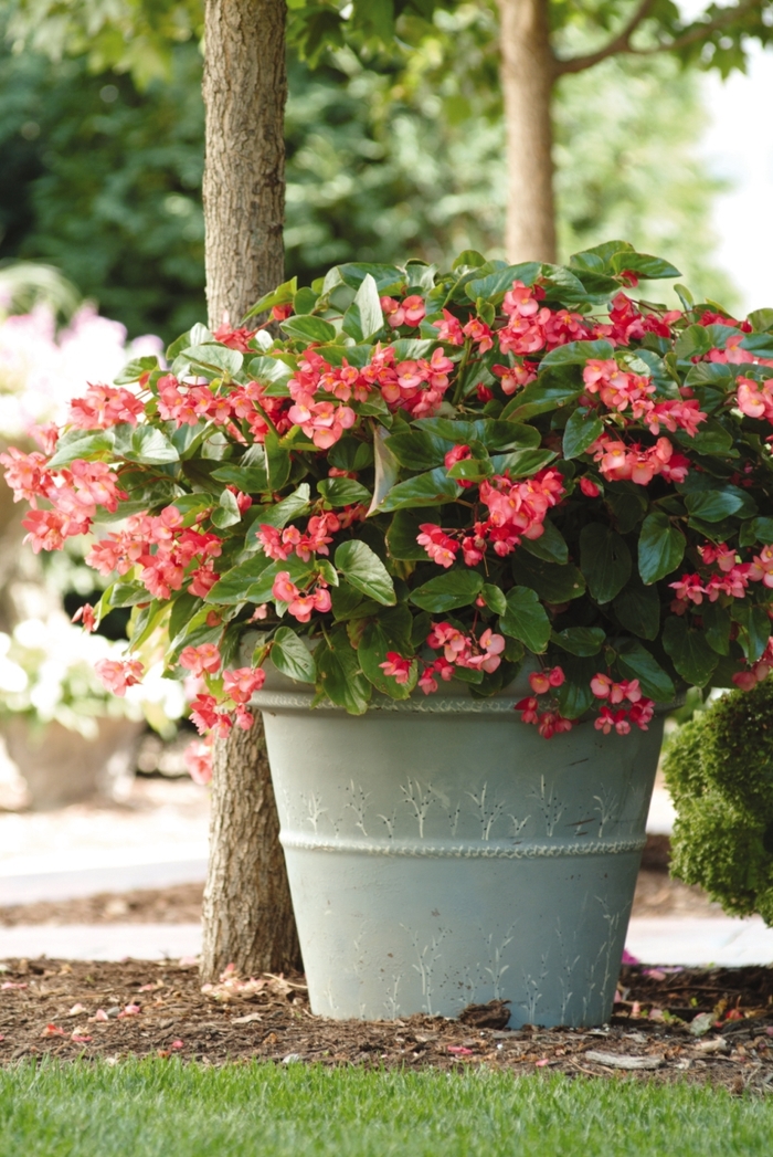 Dragon Wing Begonia - Begonia hybrid 'Dragon Wing Pink' from Green Barn Garden Center