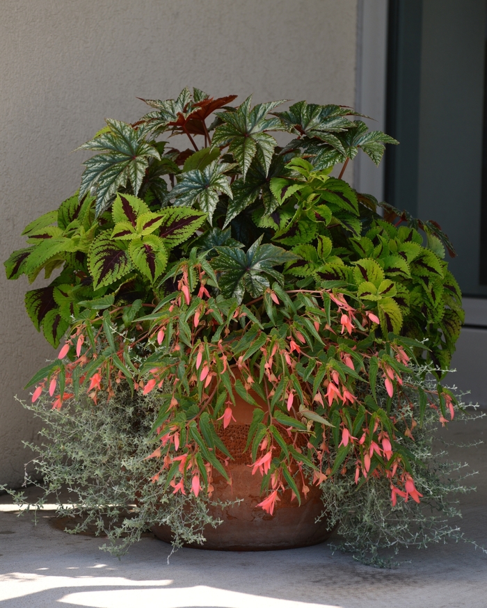 Begonia - Begonia boliviensis 'San Francisco' from Green Barn Garden Center