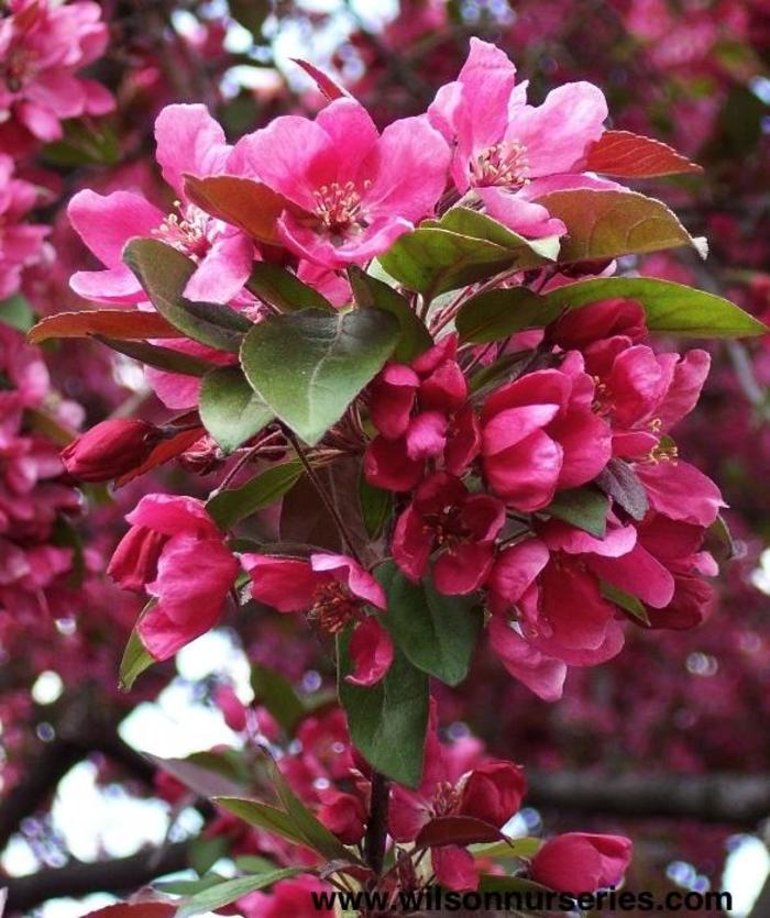 Radiant Crabapple - Malus 'Radiant' from Green Barn Garden Center