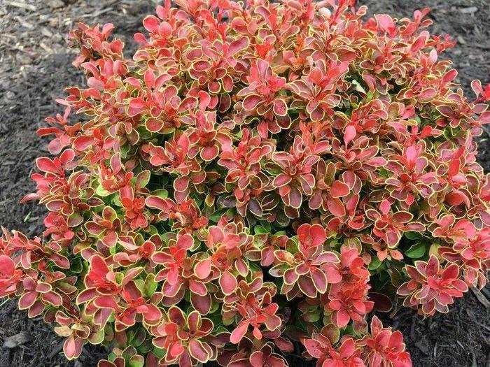 Barberry - Berberis thunbergii 'Admiration' from Green Barn Garden Center