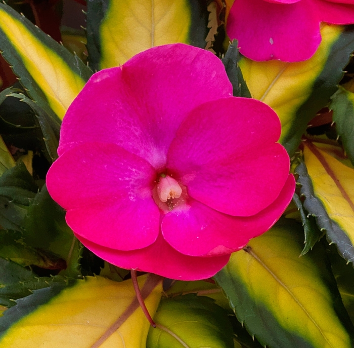 SunPatiens® Compact Impatiens - Impatiens 'Tropical Rose' from Green Barn Garden Center