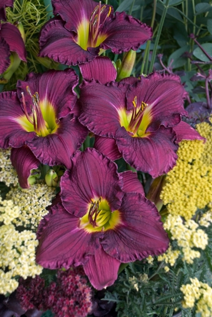 Daylily - Hemerocallis Rainbow Rhythm ' Nosferatu' from Green Barn Garden Center