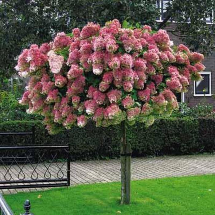 Vanilla Strawberry™ Hydrangea - Hydrangea paniculata Renhy from Green Barn Garden Center