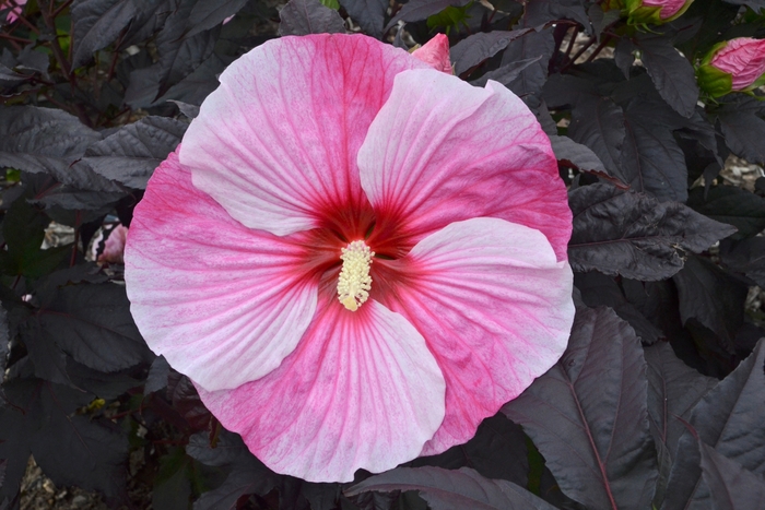 Rose Mallow - Hibiscus 'Starry Starry Night' from Green Barn Garden Center