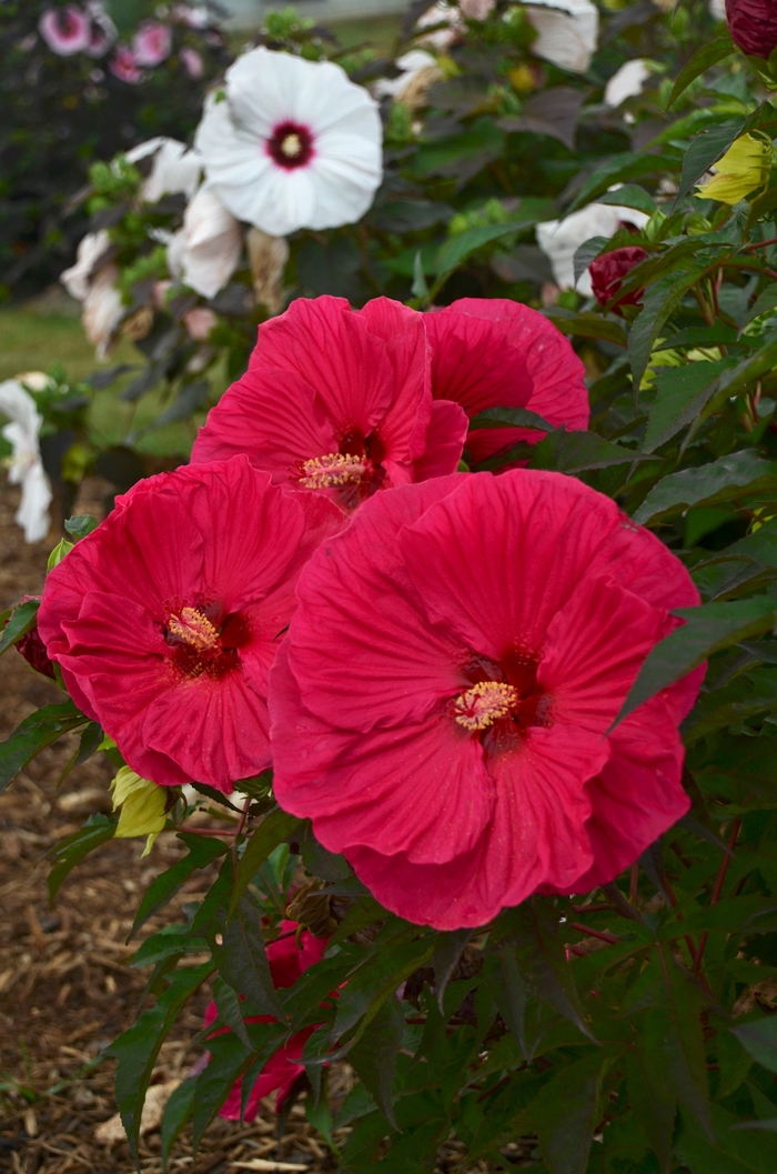 Summer in Paradise Hibiscus - Hibiscus 'Summer in Paradise ' from Green Barn Garden Center