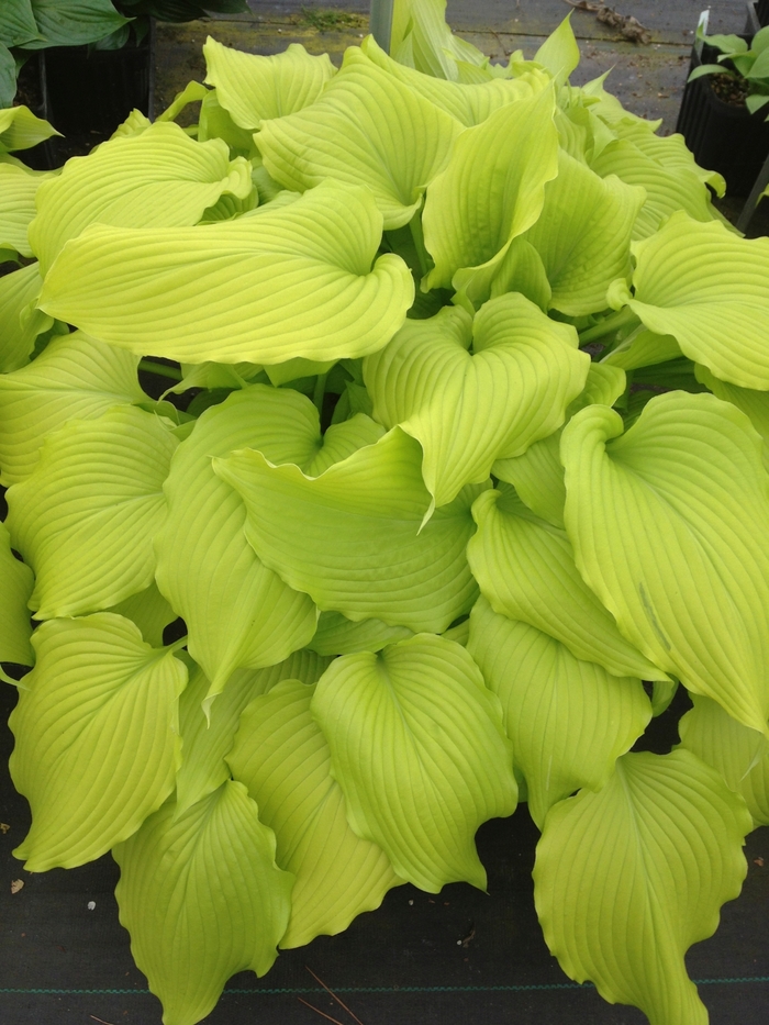 Plantain Lily - Hosta 'Dancing Queen' from Green Barn Garden Center