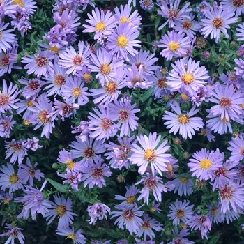 Aster novi-belgii 'Wood's Light Blue' - Aster-New York