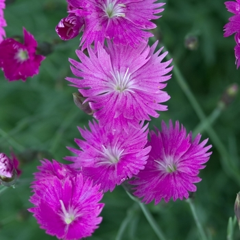 Dianthus gratianopolitanus 'Firewitch' - Pinks-Cheddar