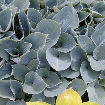 Hosta 'Hadspen Blue' - Plantain Lily