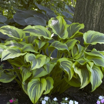 Hosta montana 'Aureo-marginata' - Plantain Lily