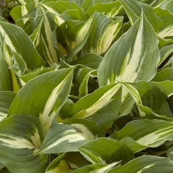 Hosta 'Night Before Christmas' - Plantain Lily