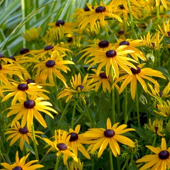 Rudbeckia fulgida 'Goldsturm' - Black Eyed Susan