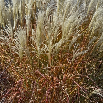 Miscanthus 'Purpurascens' - Maiden Grass