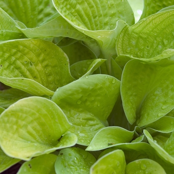 Hosta 'Maui Buttercups' - Plantain Lily