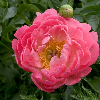 Paeonia 'Coral Sunset' - Peony