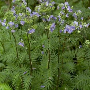 Polemonium 'Bressingham Purple' - Jacob's Ladder