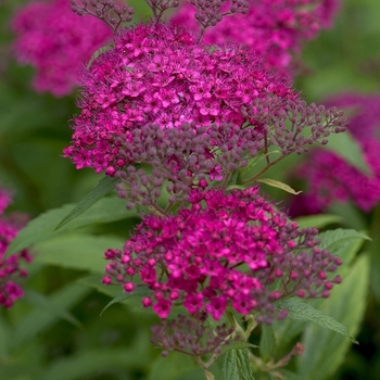 Spiraea japonica 'Neon Flash' - Japanese Spirea