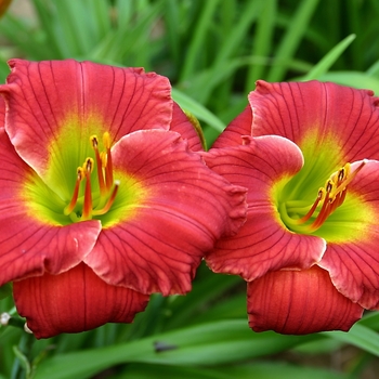 Hemerocallis 'Red Hot Returns' - daylily