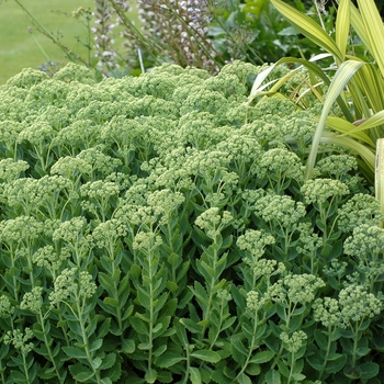 Sedum hybrid 'Autumn Joy' - Hybrid Stonecrop