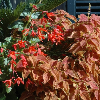 Begonia boliviensis - Begonia