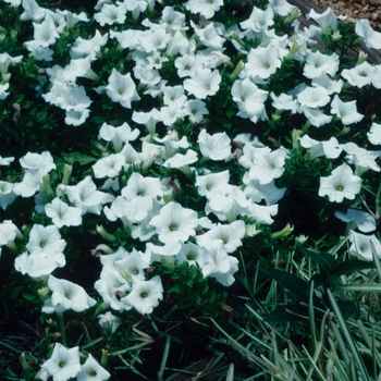 Surfinia® White - Petunia