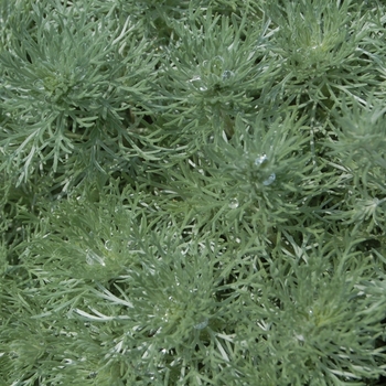 Artemesia schmidtiana 'Nana' - Silver Mound