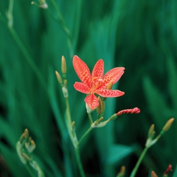 Belamcanda chinensis - Blackberry Lily