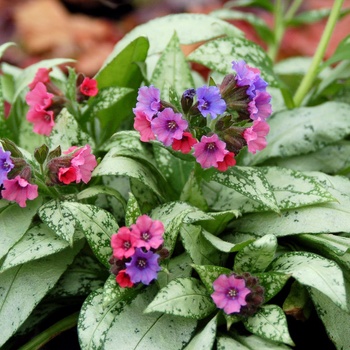 Pulmonaria 'Silver Bouquet' - Lungwort