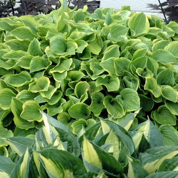 Hosta 'Golden Tiara' - Plantain Lily