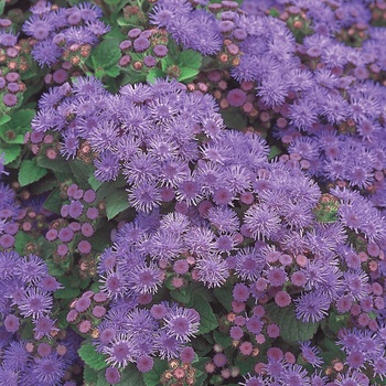 Ageratum hybrid 'Artist Blue' - Artist® Alto Blue