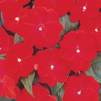 Impatiens hawkeri - Clockwork™ Red 