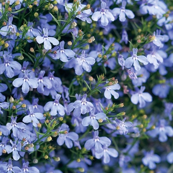 Lobelia erinus - Laguna™ Sky Blue