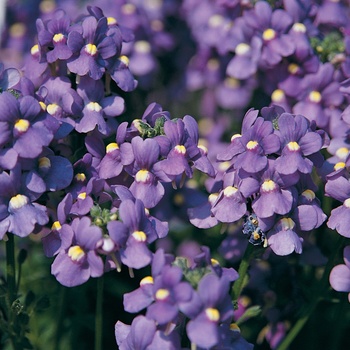 Nemesia fruticans - Bluebird