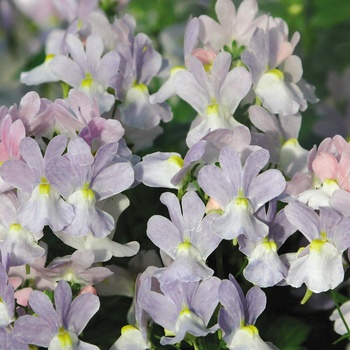 Nemesia fruticans - Opal Innocence®