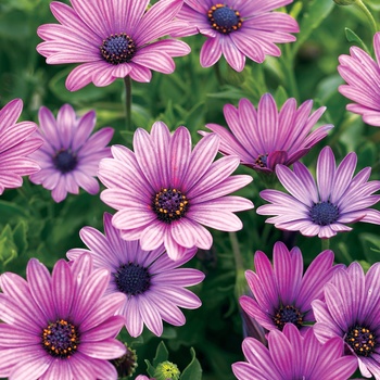 Osteospermum hybrid - Soprano® Purple